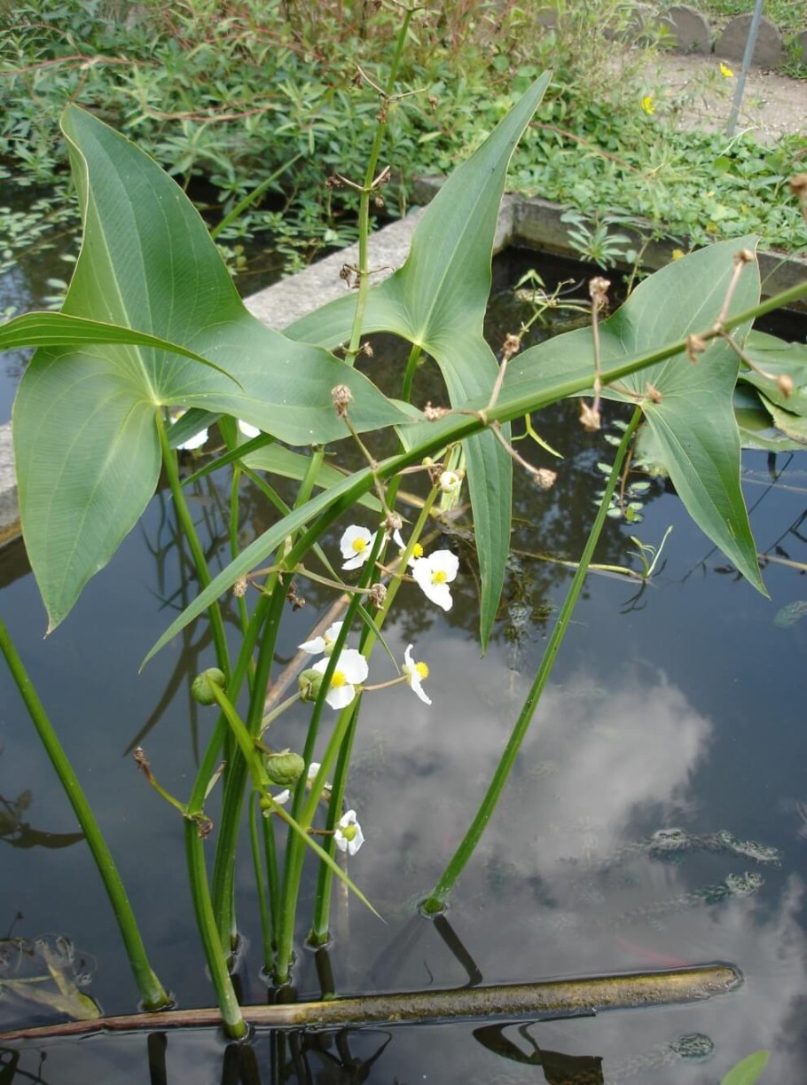 Стрелолист обыкновенный