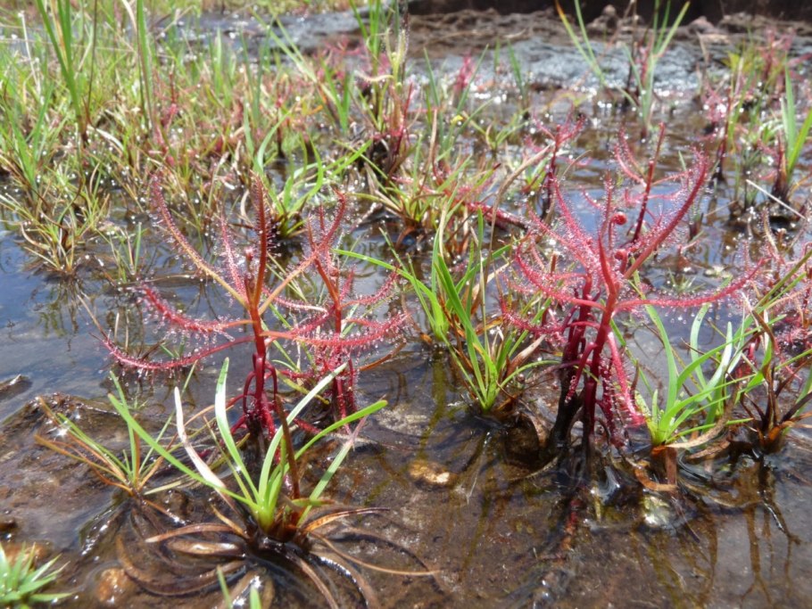Стрелолист обыкновенный (Sagittaria sagittifolia)