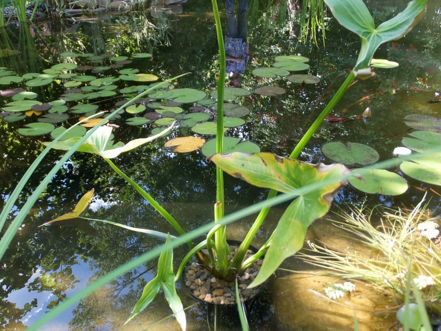 Стрелолист плоды