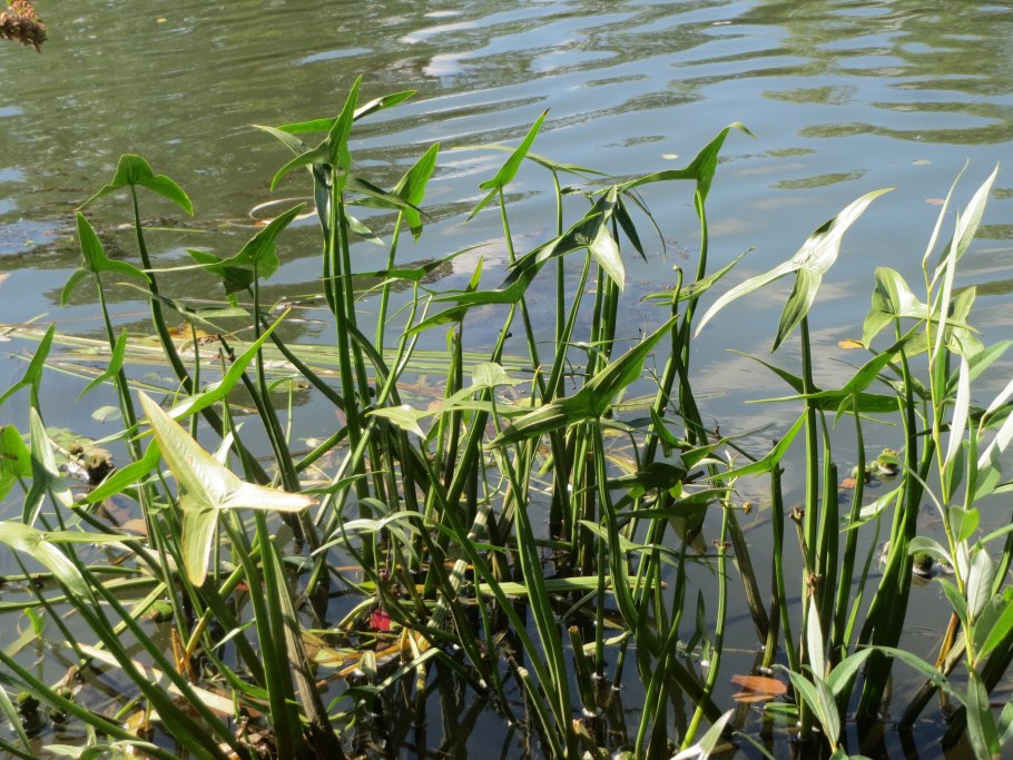 Стрелолист Sagittaria sagittifolia