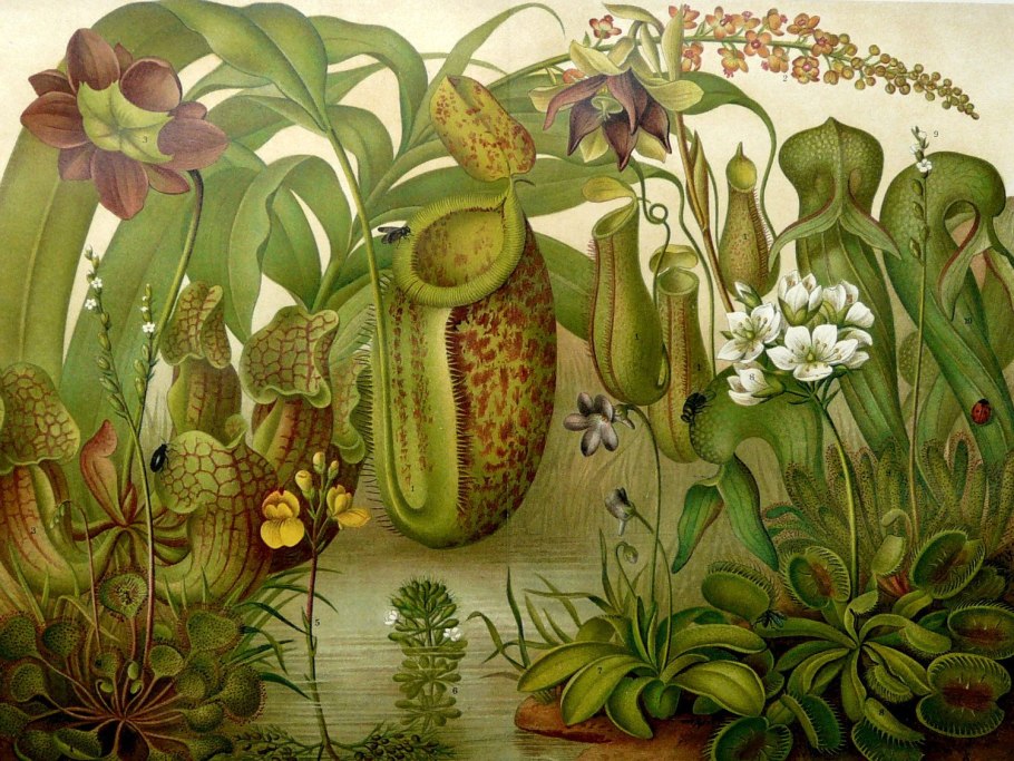 Лат. Sagittaria sagittifolia