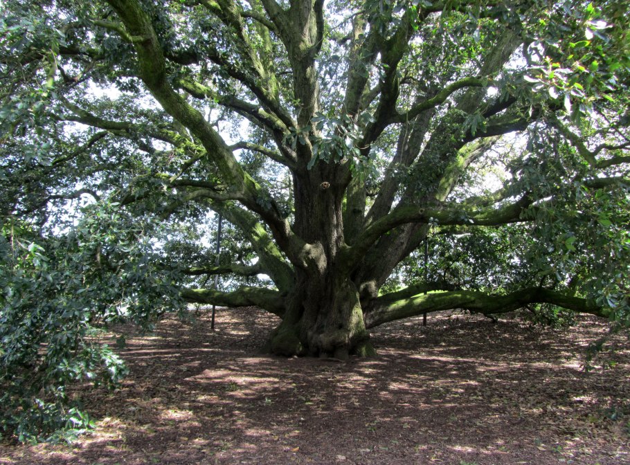 дерево - каменный дуб