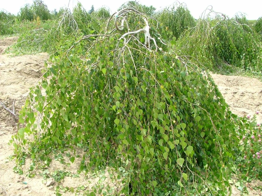 Береза повислая Юнги Betula pendula Youngii