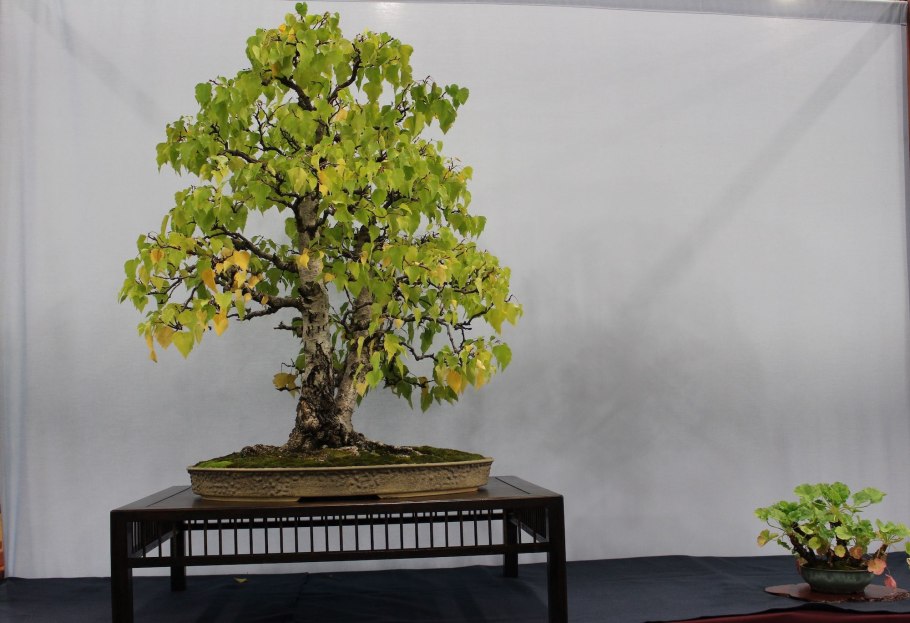 Береза повислая Youngii