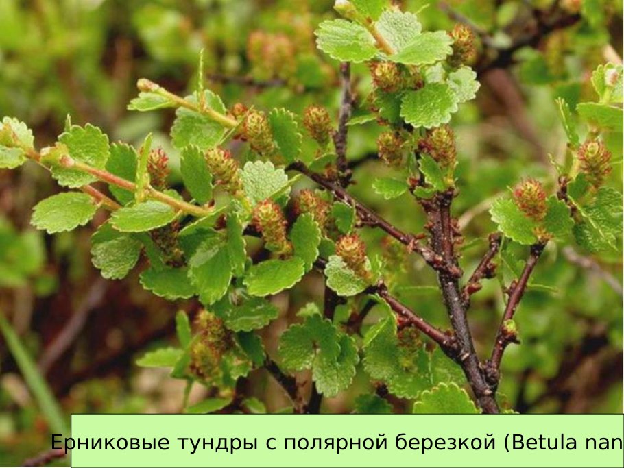 Карликовая береза Северной Америки