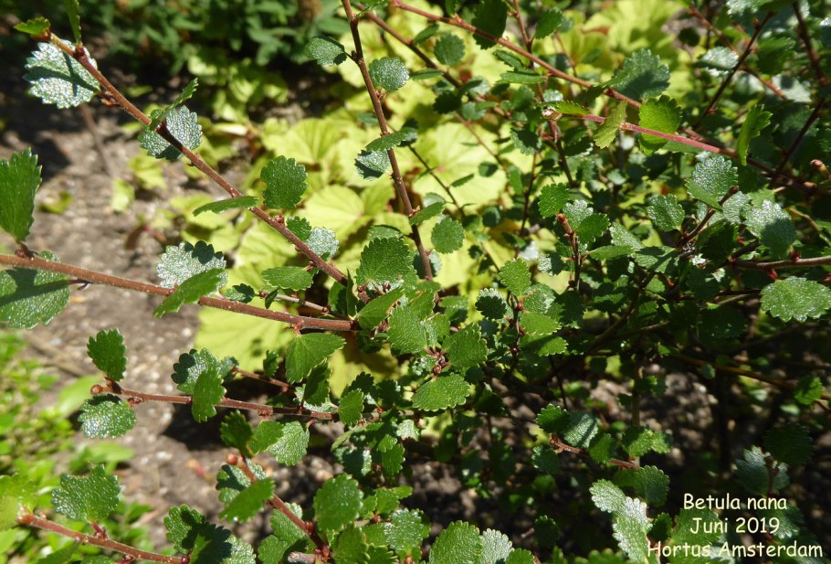 Карликовая берёза в тундре