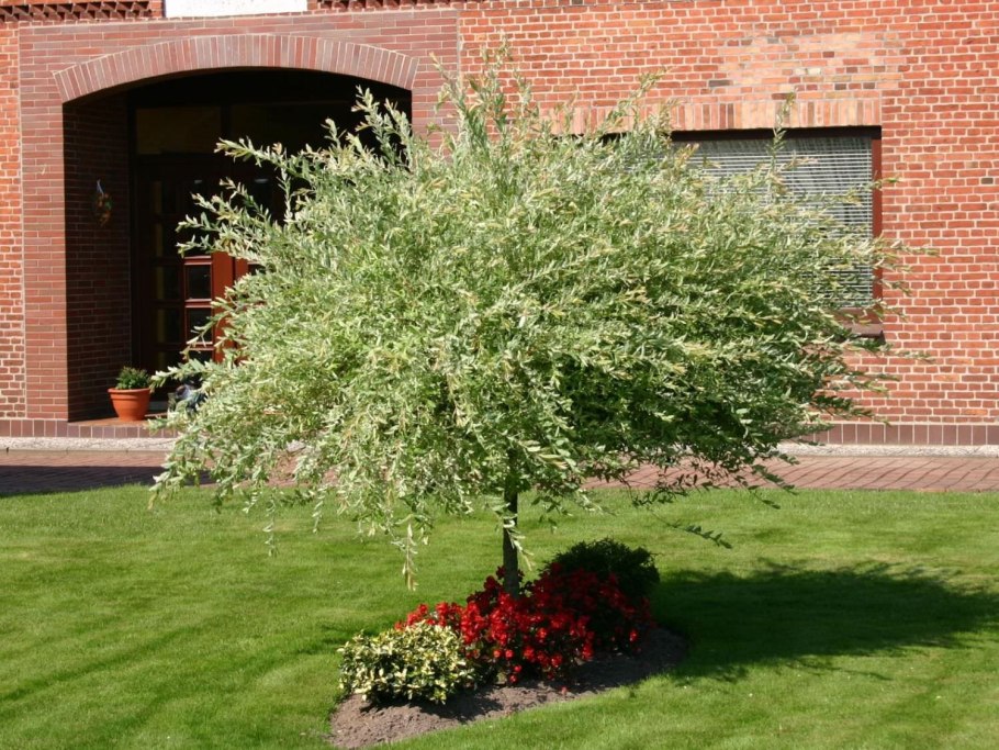 Береза повислая Юнги Betula pendula Youngii