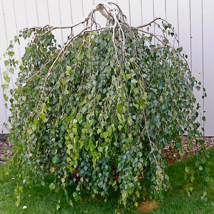 Береза Нана Betula Nana