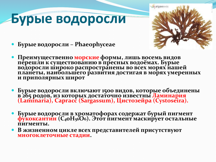 Пигменты бурых водорослей названия