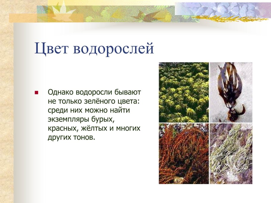 Самые распространенные водорост