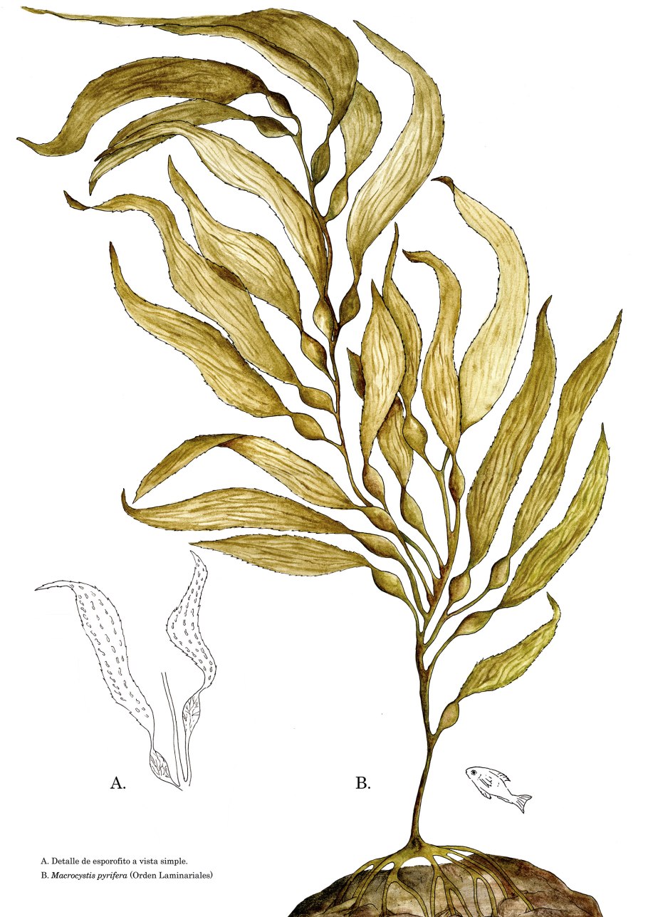 Морская ундария перистая