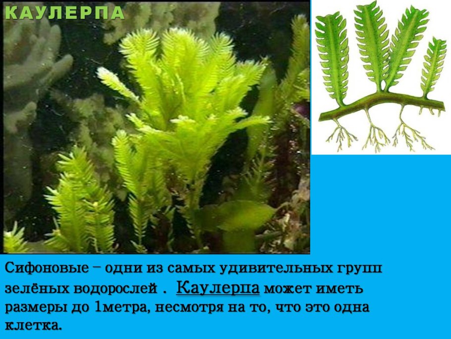 Ламинария и морские водоросли японского моря