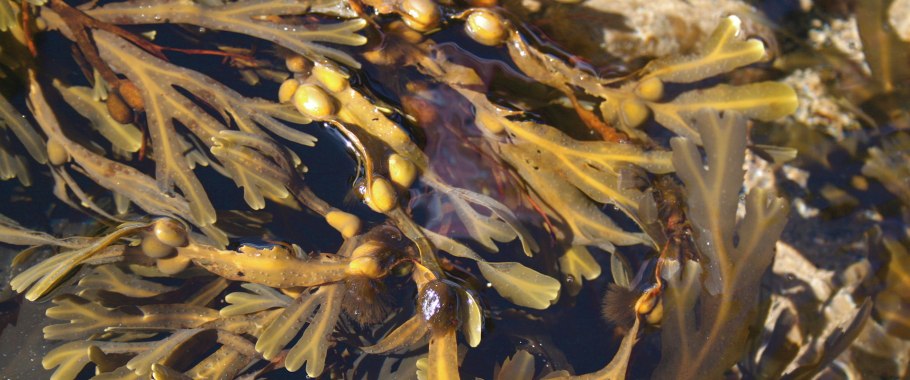 Легенда о водорослях