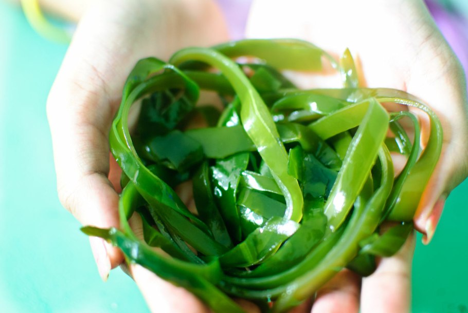 Ламинария на белом фоне