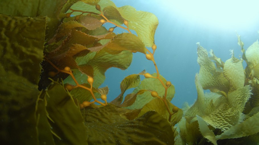 Ткани водорослей