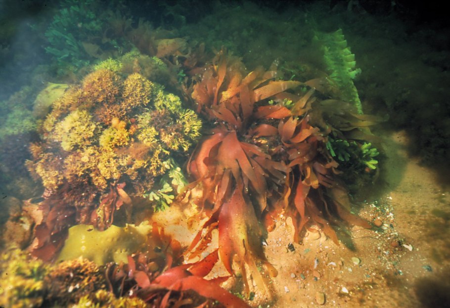 Аскофиллум водоросль