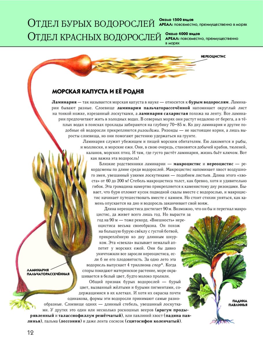 Размножение бурых водорослей жизненный цикл