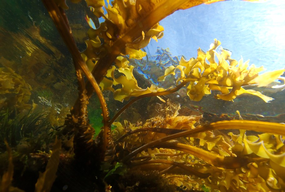 Пальмария пальмата