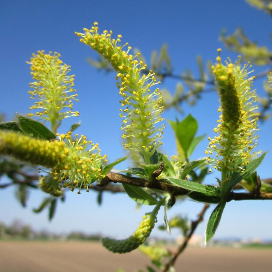 Salix Alba цветение