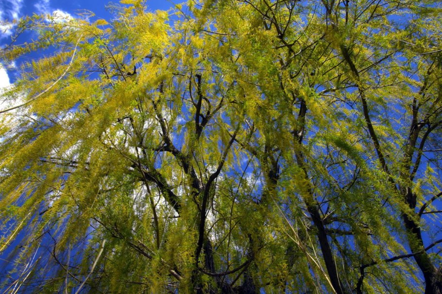 Ива мохнатопобеговая