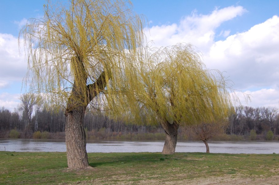 Ива ушастая цветение