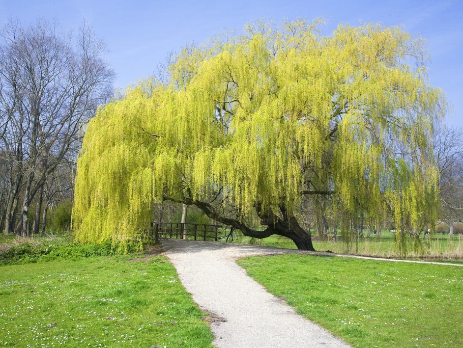 Ива Козья цветение