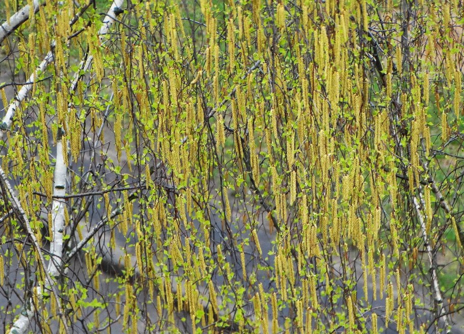 Salix Alba побеги