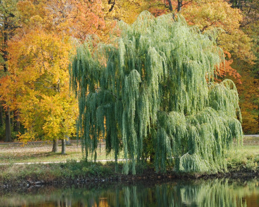 Ива белая дерево