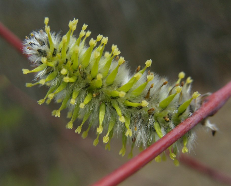 Ива дерево ветла Рязань