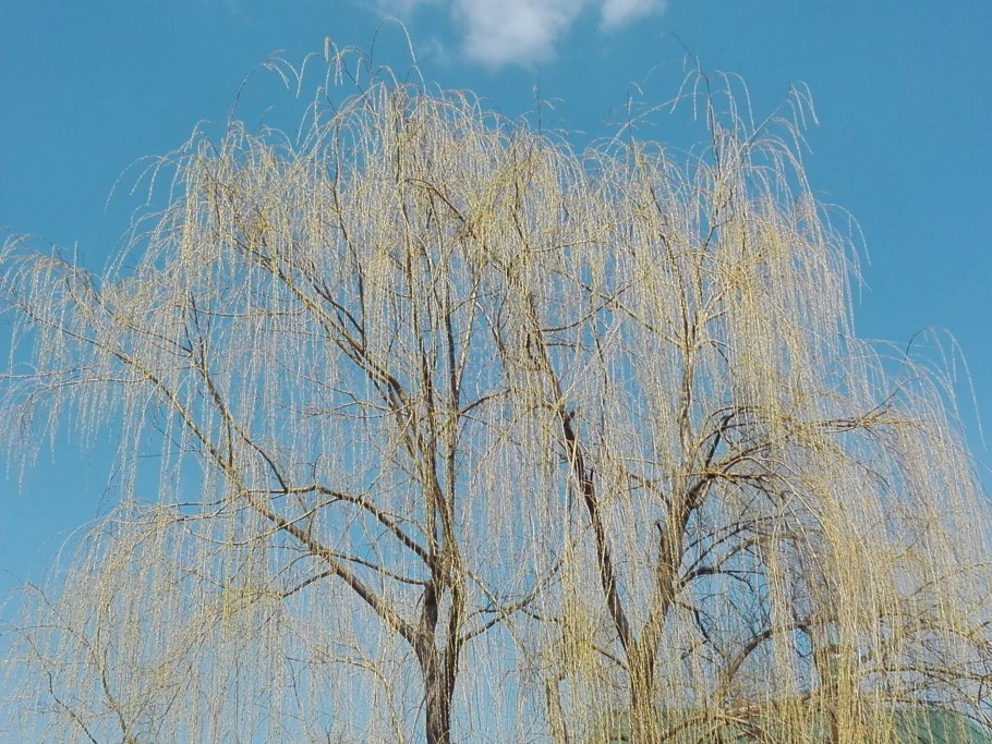 Ива белая (Salix Alba)