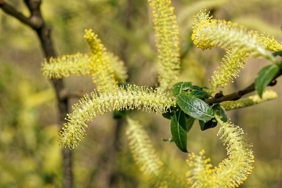 Sapa Studio 18.03.2022 Salix+Haljan