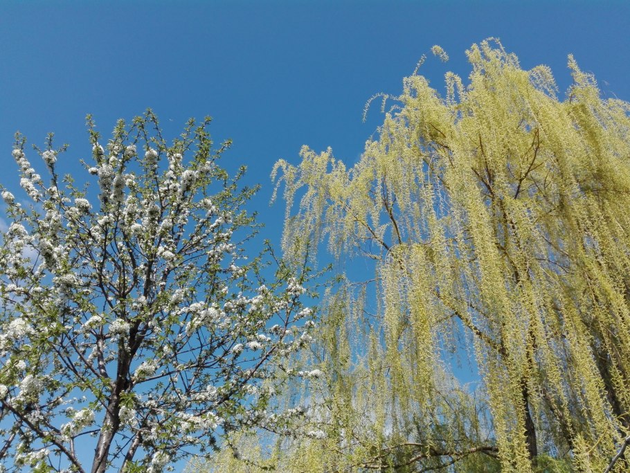 Плакучая Ива цветет