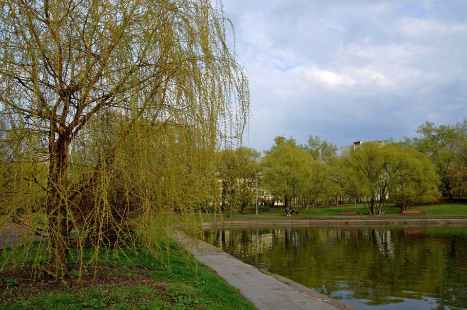 Плакучая Ива цветение