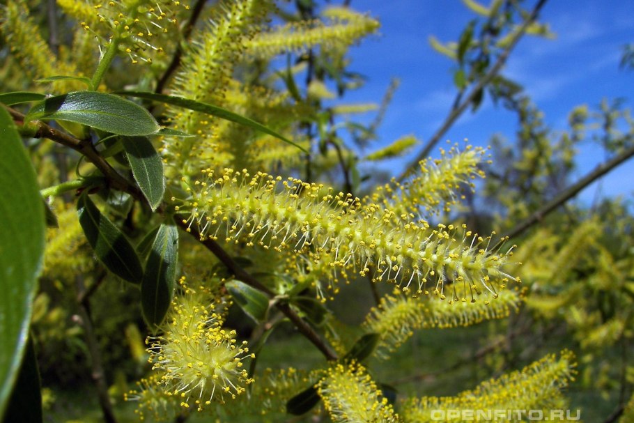 Ива Козья ветки