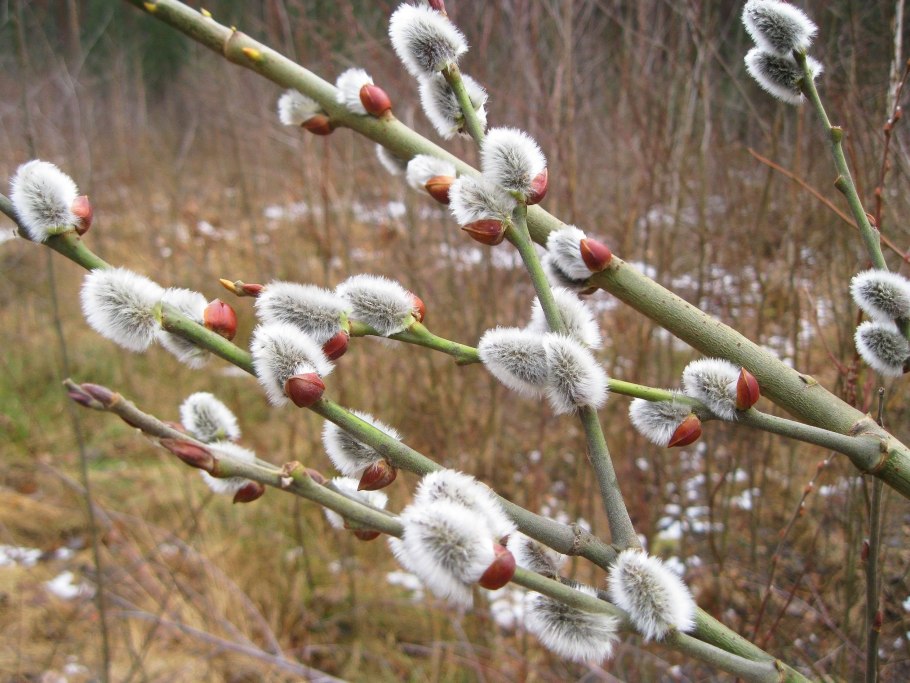 Ива белая (Salix Alba l.)