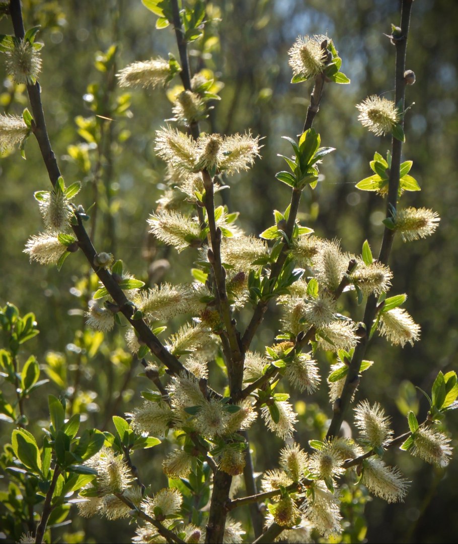 Плакучая Ива ранней весной