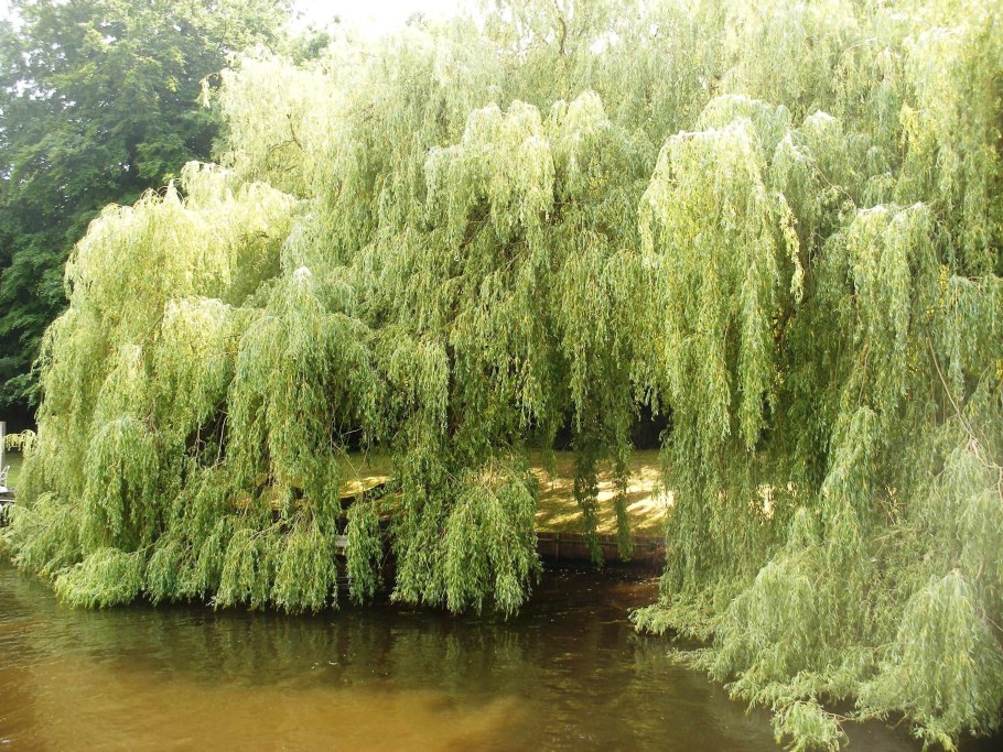 Ива белая (Salix Alba)