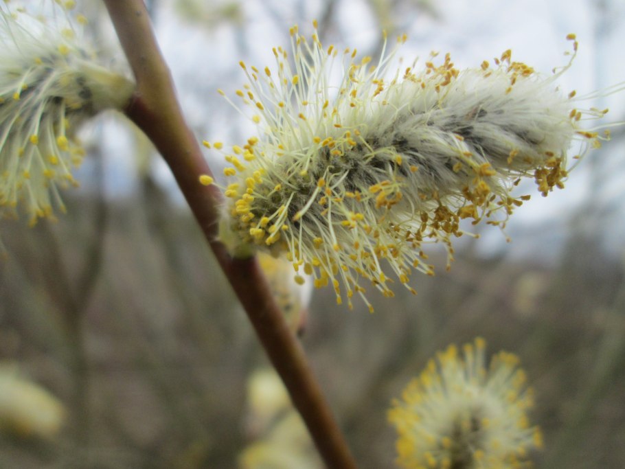 Плакучая белая Ива цветет