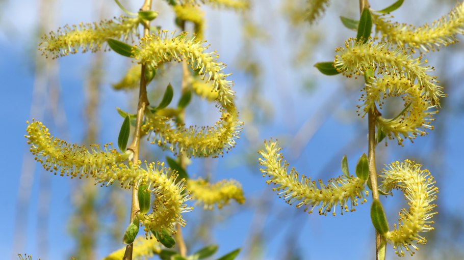 Ива остролистная соцветия