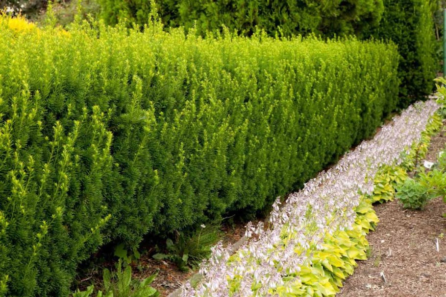 Саженец сосны (Pinus Sylvestris)