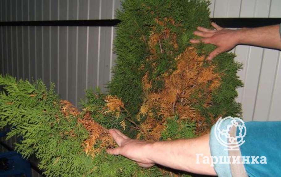 Можжевельник обыкновенный черенкование