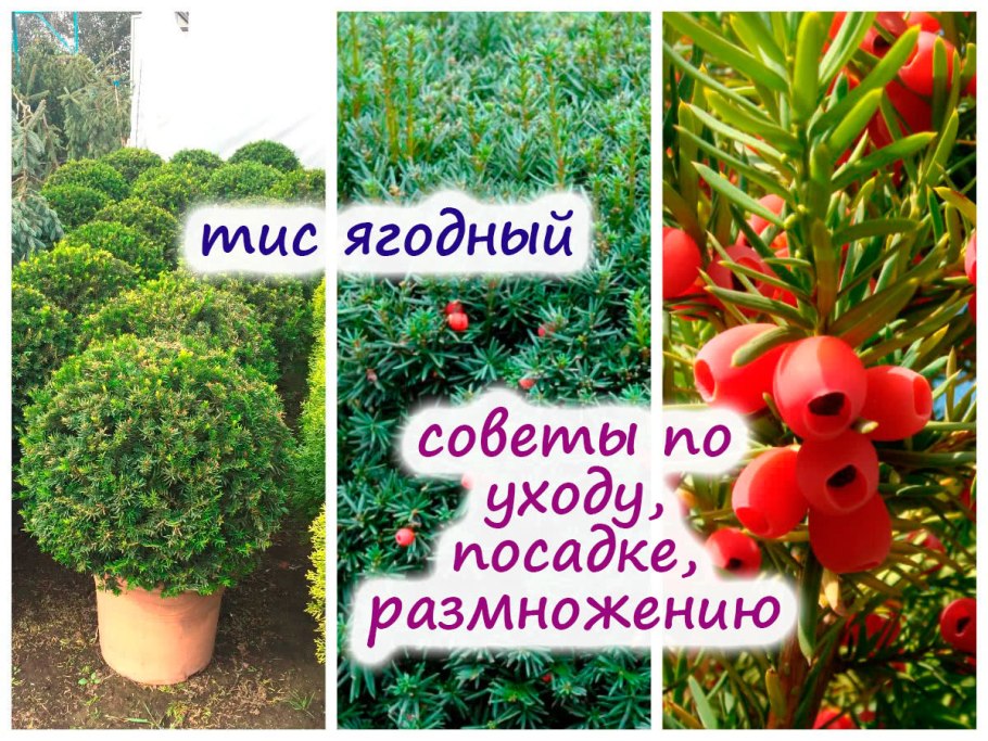 Размножение туи