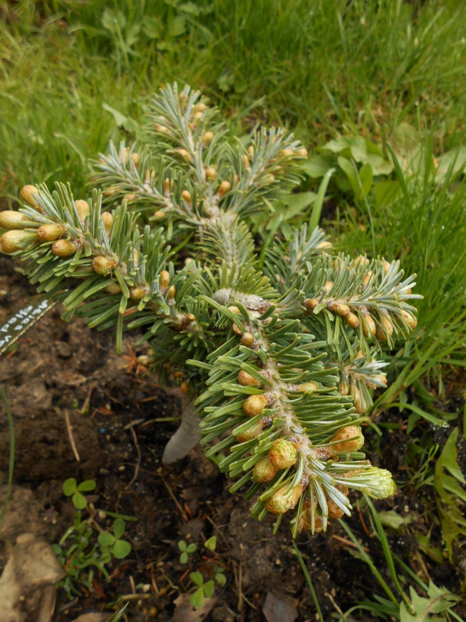 Укоренить черенки туи