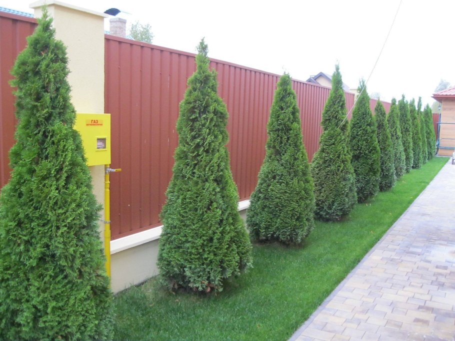 Жизненный цикл мхов схема