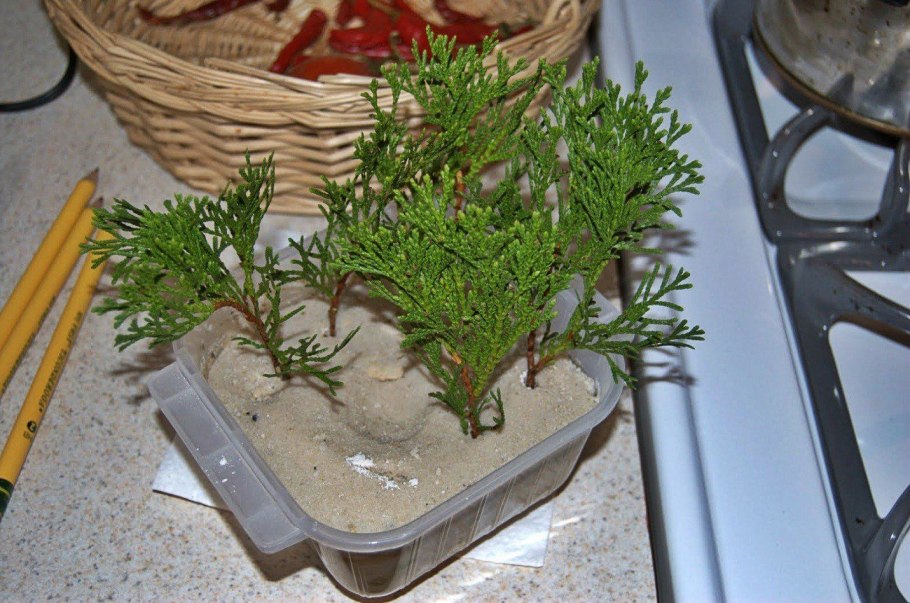 Черенкование можжевельника туи