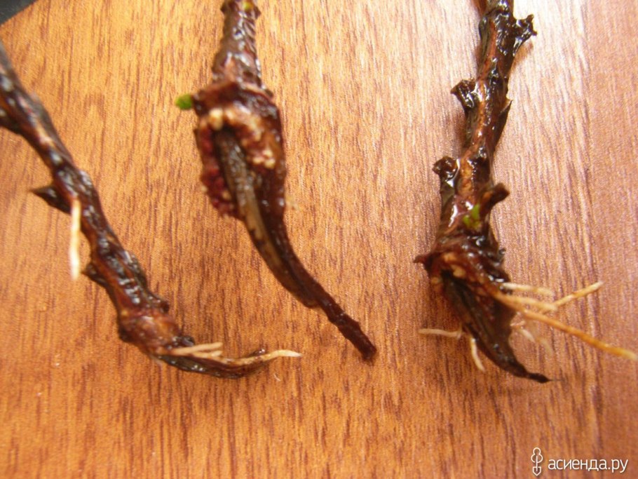 Тис ягодный (Taxus baccata David p9)