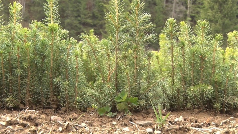 Голосеменные хвойные кустарники