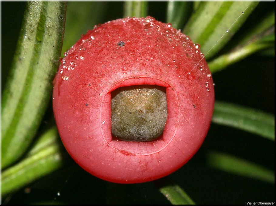 Истринский питомник растений хвойников