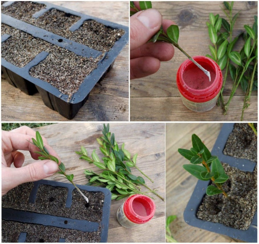 Тисс ягодный (Taxus baccata