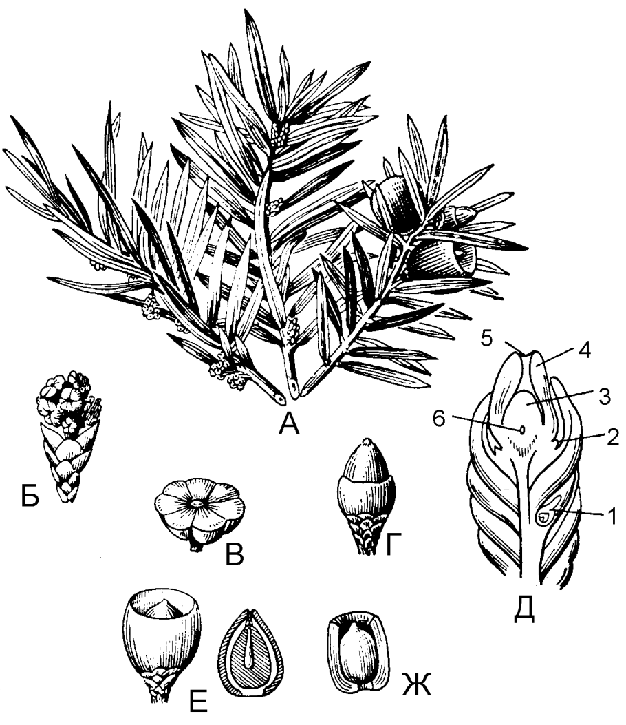 Туя Западная гербарий